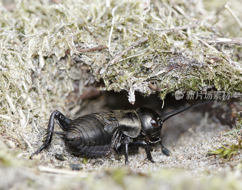 田野蟋蟀(Gryllus campestris)若虫洞